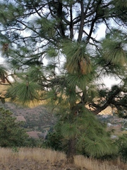Pinus pseudostrobus