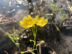 Utricularia inflata