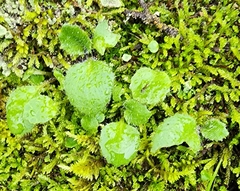 Micranthes californica