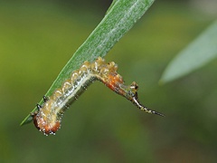 Lophyrotoma interrupta