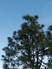 Pinus pseudostrobus