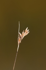 Rhynchospora capillacea