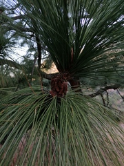 Pinus devoniana