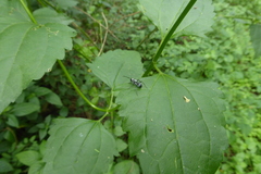 Polyrhachis schlueteri