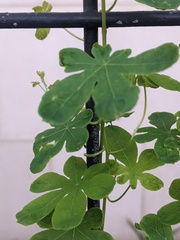 Tropaeolum