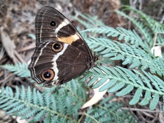 Tisiphone abeona albifascia