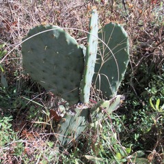 Opuntia tunoidea