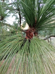 Pinus devoniana