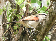 Tchagra australis