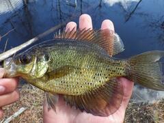 Centrarchus macropterus
