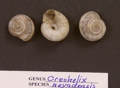 Oreohelix nevadensis