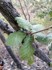 Quercus rugosa