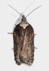 Acleris pulverosana