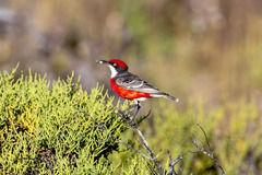 Epthianura tricolor