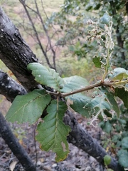 Quercus rugosa