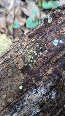 Chlorosplenium chlora