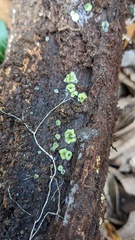Chlorosplenium chlora