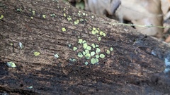Chlorosplenium chlora