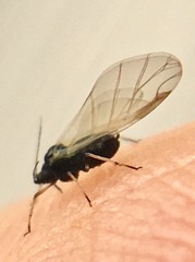 Aphis fabae
