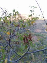 Pseudosmodingium andrieuxii