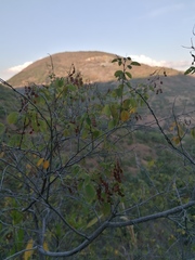 Pseudosmodingium andrieuxii