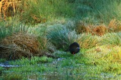Gallinula chloropus chloropus