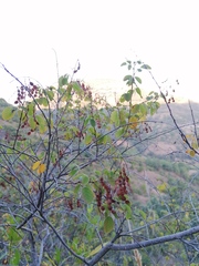 Pseudosmodingium andrieuxii