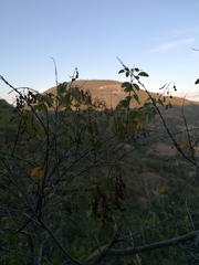 Pseudosmodingium andrieuxii