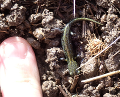 Aneides flavipunctatus