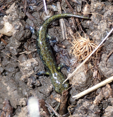 Aneides flavipunctatus