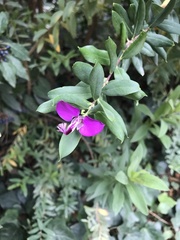 Polygala myrtifolia