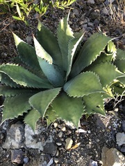Agave potatorum