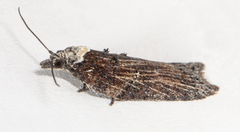 Acleris pulverosana