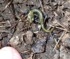 Aneides flavipunctatus