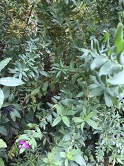 Polygala myrtifolia