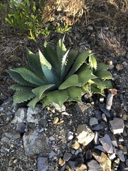Agave potatorum