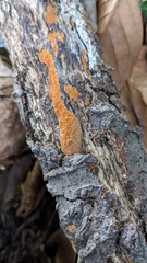 Hypoxylon