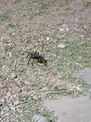 Grammostola