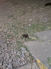 Grammostola