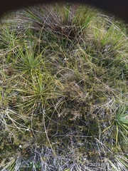 Coprosma cheesemanii