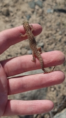 Hemidactylus robustus