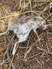 Peromyscus sonoriensis