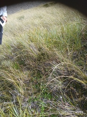 Coprosma cheesemanii