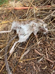 Peromyscus sonoriensis