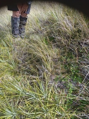 Coprosma cheesemanii