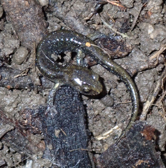 Aneides flavipunctatus