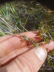 Coprosma cheesemanii