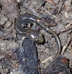 Aneides flavipunctatus