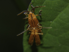Lycinae