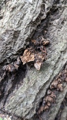 Xylobolus spectabilis